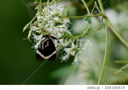 キク科ヒヨドリバナ訪花昆虫 マダラガ科ホタルガ キク科ヒヨドリバナ訪花昆虫 マダラガ科ホタルガ 108180819