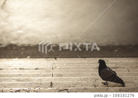 オペラ座前の鳩 108181276