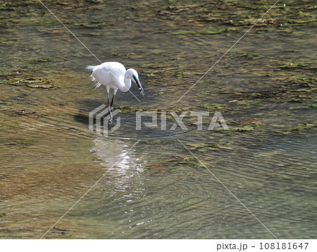 白鷺（ダイサギ）が小魚を捕食する瞬間 108181647