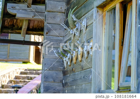 Many stuffed animals and trophies hang on the wall of an old wooden house. Stuffed goats with horns, hunting 108181664