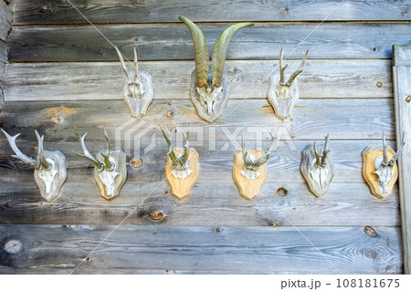 Many stuffed animals and trophies hang on the wall of an old wooden house. Stuffed goats with horns, hunting 108181675