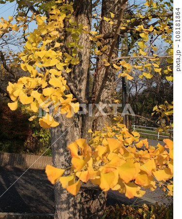 黄色いイチョウの葉を撮影しました。 黄色いイチョウの葉を撮影しました。 108181864