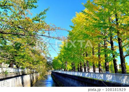 糀谷橋/石神井川(右岸:練馬総合運動場)より下流方向を望む(東京都練馬区)【2023.10】 糀谷橋/石神井川(右岸:練馬総合運動場)より下流方向を望む(東京都練馬区)【2023.10】 108181929