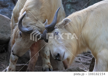 ゴールデンターキン 108182154