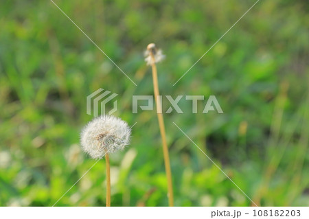 秋の訪れ 108182203