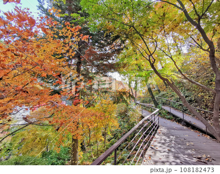 Wooden walkway with Fall maple leaves foliage in orange and green colour in deep forest of Autumn in Seoul, South Korea 108182473