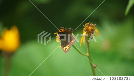 マルバダケブキの蜜を吸うベニヒカゲ本州亜種 108182783