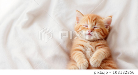 Cute ginger cat sleeping Cute ginger cat sleeping 108182856