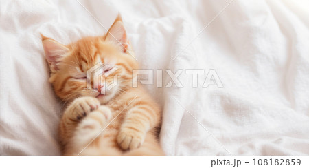Cute ginger cat sleeping 108182859