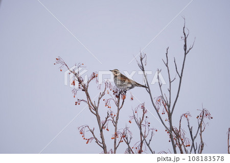 ツグミ Dusky thrush ツグミ Dusky thrush 108183578