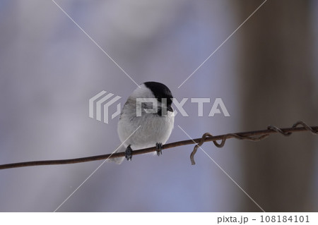 ハシブトガラ　Marsh Tit　Parus palustris 108184101