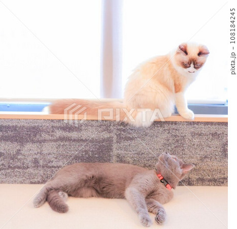 猫 猫 108184245