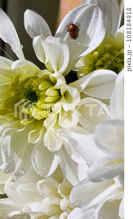 Bouquet of white chrysanthemums. There are drops of water and jewelry on the petals. Can be used for cards 108184918