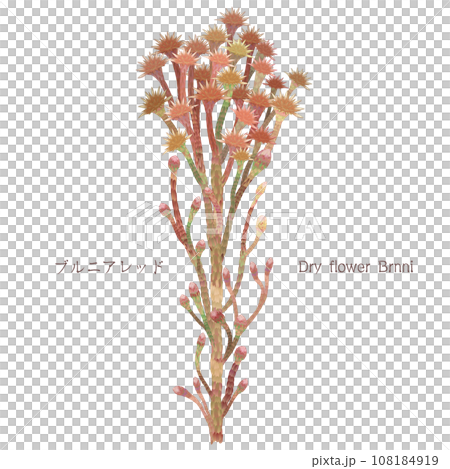 Brunia Brunia 紅色乾燥花 108184919