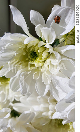 Bouquet of white chrysanthemums. There are drops of water and jewelry on the petals. Can be used for cards 108184920