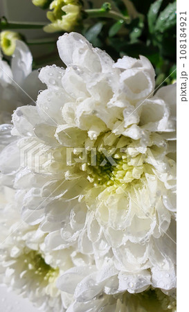 Bouquet of white chrysanthemums. There are drops of water and jewelry on the petals. Can be used for cards Bouquet of white chrysanthemums. There are drops of water and jewelry on the petals. Can be used for cards 108184921