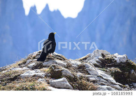 ドロミテのキバシカラス ドロミテのキバシカラス 108185993