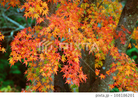 雨に濡れて色鮮やかなモミジ 雨に濡れて色鮮やかなモミジ 108186201