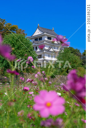 旭城と満開のコスモス〈愛知県尾張旭市〉 108186231