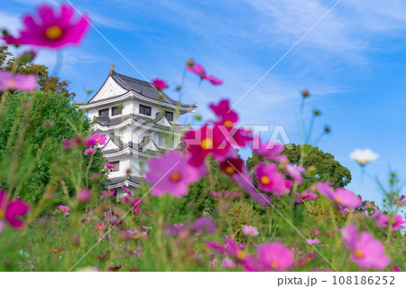 旭城と満開のコスモス〈愛知県尾張旭市〉 108186252