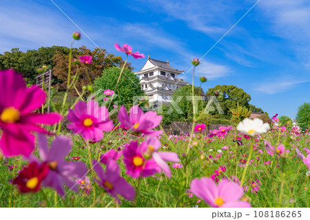 旭城と満開のコスモス〈愛知県尾張旭市〉 旭城と満開のコスモス〈愛知県尾張旭市〉 108186265