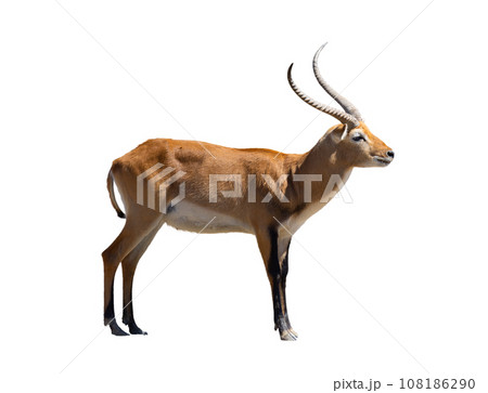 Cobe lechwe, species of antelope 108186290
