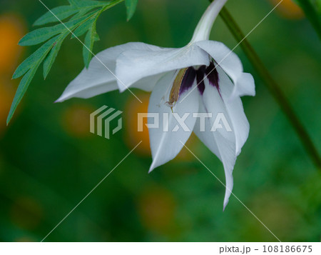 園芸種アヤメ科アシダンセラの白い花弁 園芸種アヤメ科アシダンセラの白い花弁 108186675