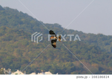 an Sea Eagle at sai kung sea 108186814