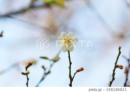 a Plum blossom or Chinese plum flower, 108186821