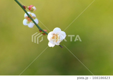 a Plum blossom or Chinese plum flower, a Plum blossom or Chinese plum flower, 108186823
