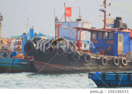 Jan 18 2015 the boat at Sai Kung is a typhoon shelter 108186833