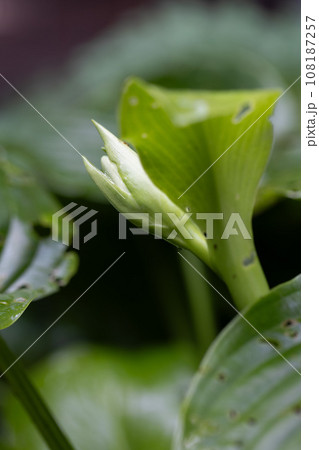 Hosta bud. The Hosta with damaged leaves will bloom. Closeup, selective focus. Hosta bud. The Hosta with damaged leaves will bloom. Closeup, selective focus. 108187257
