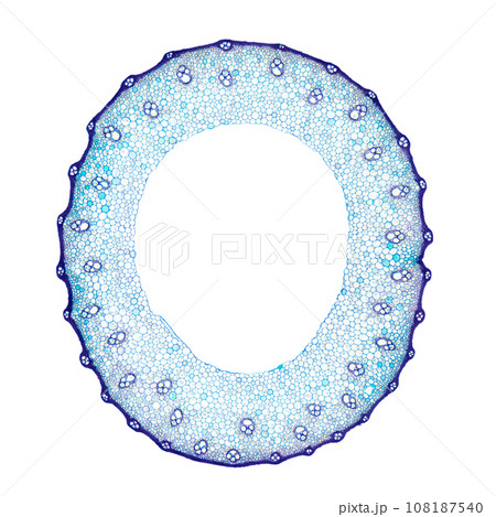 Wheat stem, cross section, 8X light micrograph. Blue stained stem of Triticum under a light microscope, a grass widely cultivated for its seed, a cereal grain that is a worldwide staple food. Photo. Wheat stem, cross section, 8X light micrograph. Blue stained stem of Triticum under a light microscope, a grass widely cultivated for its seed, a cereal grain that is a worldwide staple food. Photo. 108187540