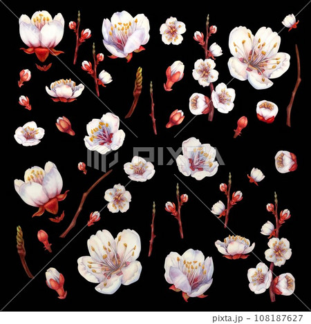 Watercolor blooming apricot branches and flowers Watercolor blooming apricot branches and flowers 108187627