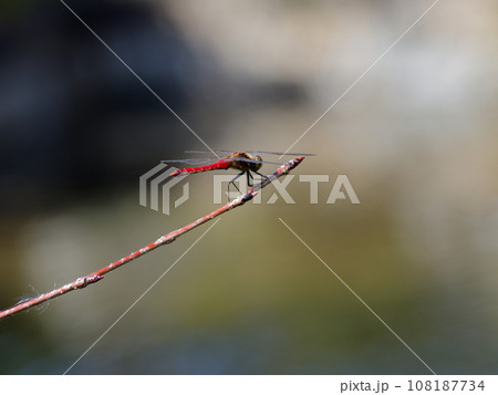 枯葉の上に止まる赤とんぼ 108187734