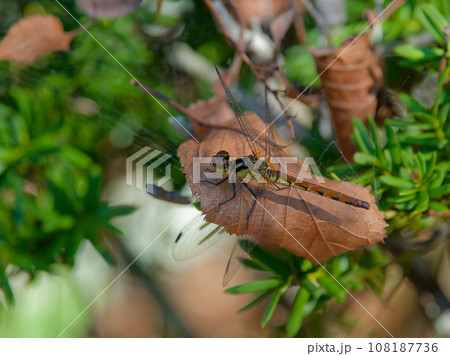 枯葉の上に止まる赤とんぼ 枯葉の上に止まる赤とんぼ 108187736