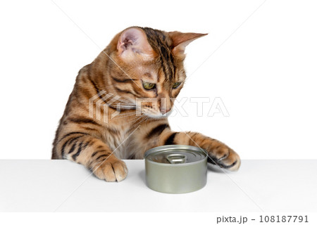 Bengal cat and cat food on a white background. Bengal cat and cat food on a white background. 108187791