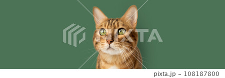 The face of a Bengal red cat against the background of a wall. 108187800