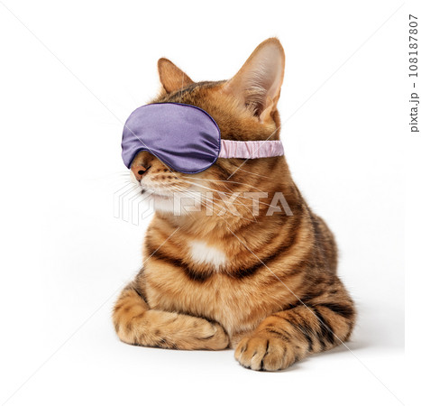 Bengal cat wearing an eye mask, sleep bandage on a white background. 108187807