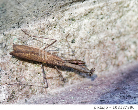 地上徘徊性カマキリ産卵前のコカマキリ褐色型♀ 108187896
