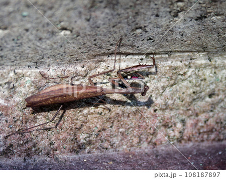 地上徘徊性カマキリ産卵前のコカマキリ褐色型♀ 108187897