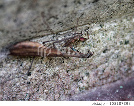 地上徘徊性カマキリ産卵前のコカマキリ褐色型♀ 108187898