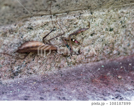 地上徘徊性カマキリ産卵前のコカマキリ褐色型♀ 地上徘徊性カマキリ産卵前のコカマキリ褐色型♀ 108187899