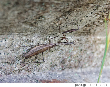 地上徘徊性カマキリ産卵前のコカマキリ褐色型♀ 地上徘徊性カマキリ産卵前のコカマキリ褐色型♀ 108187904