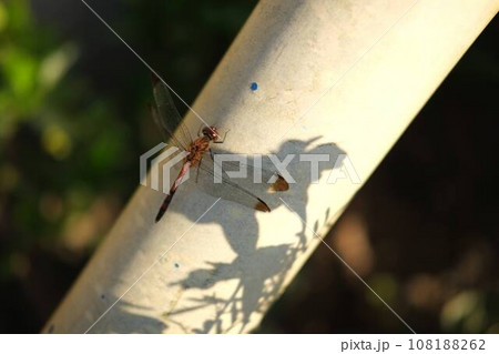 秋に電柱で休憩するトンボ 秋に電柱で休憩するトンボ 108188262