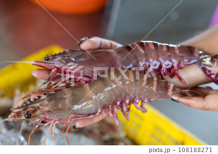 fresh tiger prawns form fish raft fresh tiger prawns form fish raft 108188271