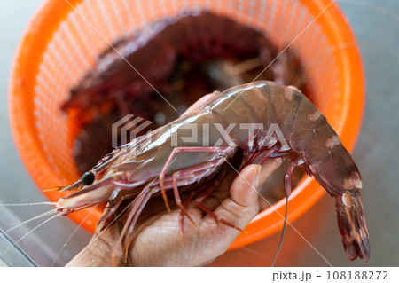 fresh tiger prawns form fish raft fresh tiger prawns form fish raft 108188272