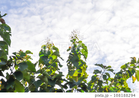 Tectona grandis, Teak or LAMIACEAE or teak plant or teak seed teak and flower and sky Tectona grandis, Teak or LAMIACEAE or teak plant or teak seed teak and flower and sky 108188294