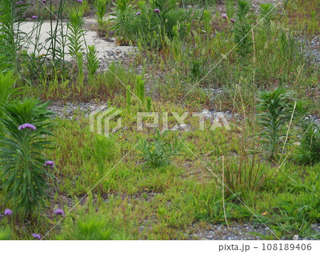 空き地 荒地 雑草 土地 vacant lot 空き地 荒地 雑草 土地 vacant lot 108189406