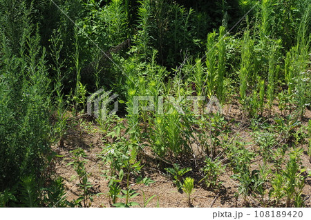 空き地 荒地 雑草 土地 vacant lot 空き地 荒地 雑草 土地 vacant lot 108189420